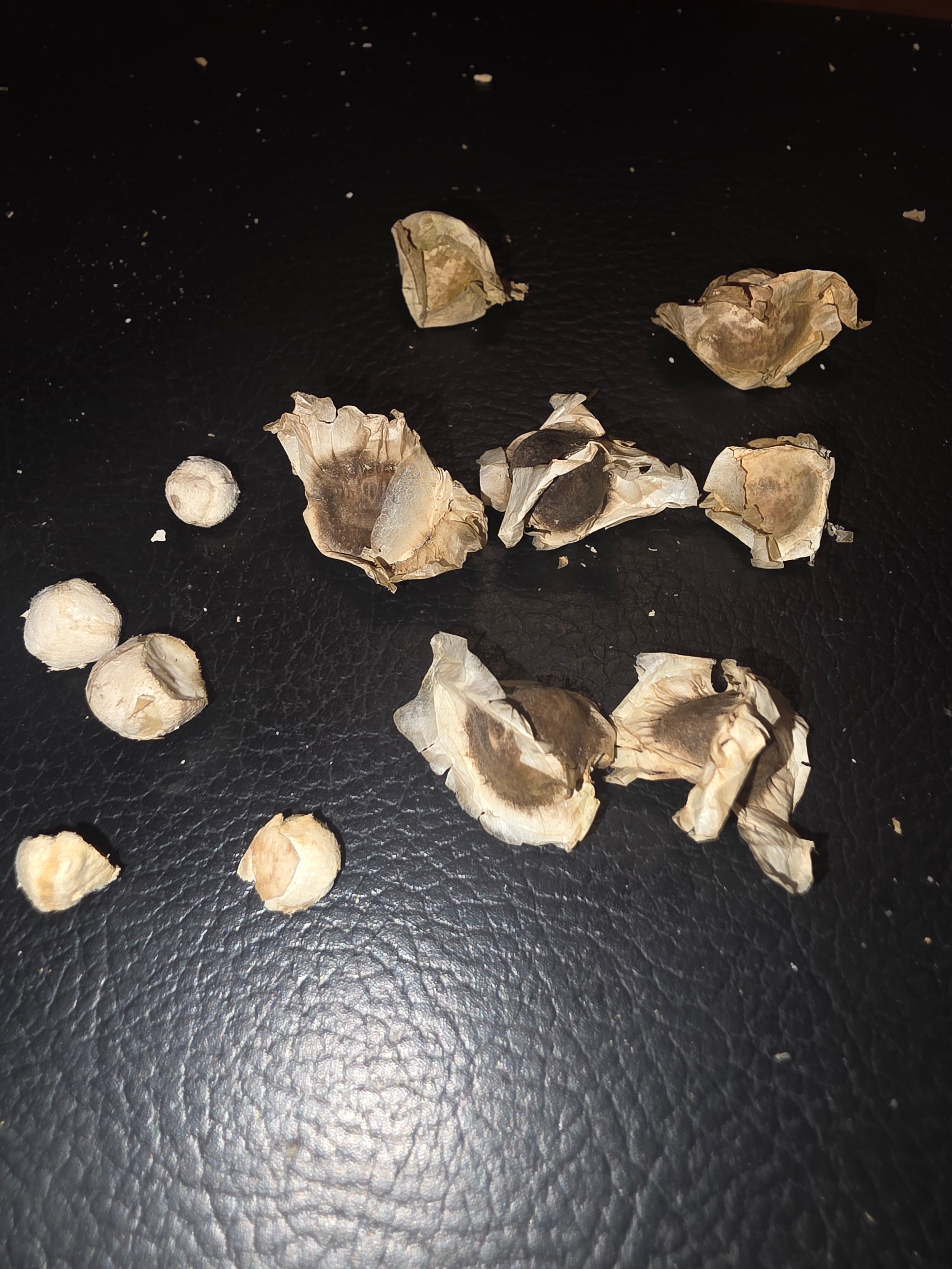 Moringa seads Known as the tree of life 1$ per sead