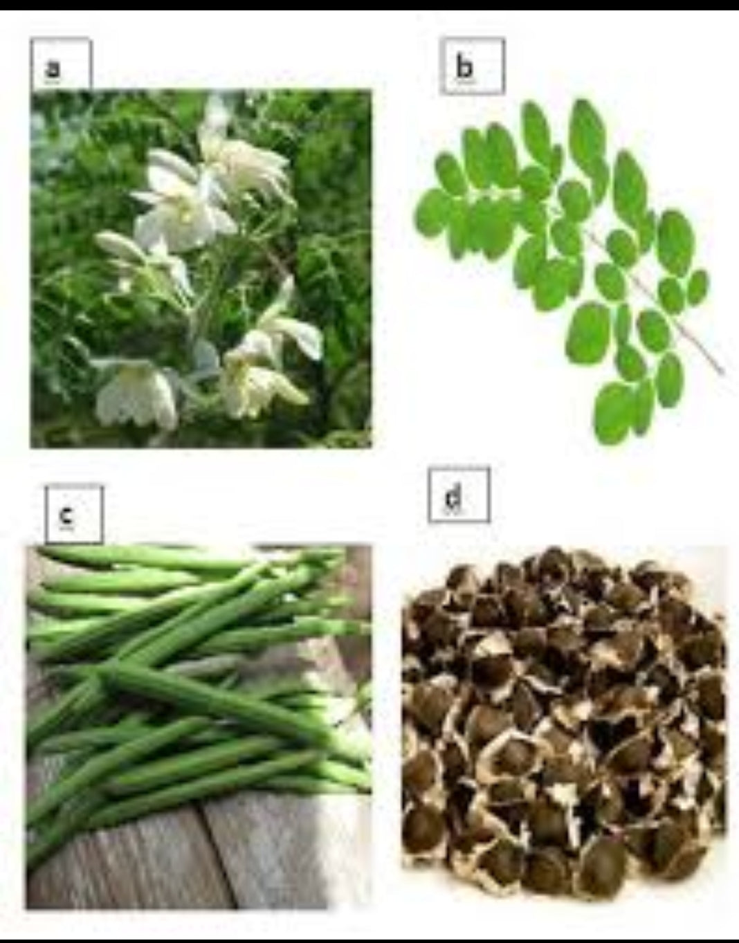 Moringa seads Known as the tree of life 1$ per sead