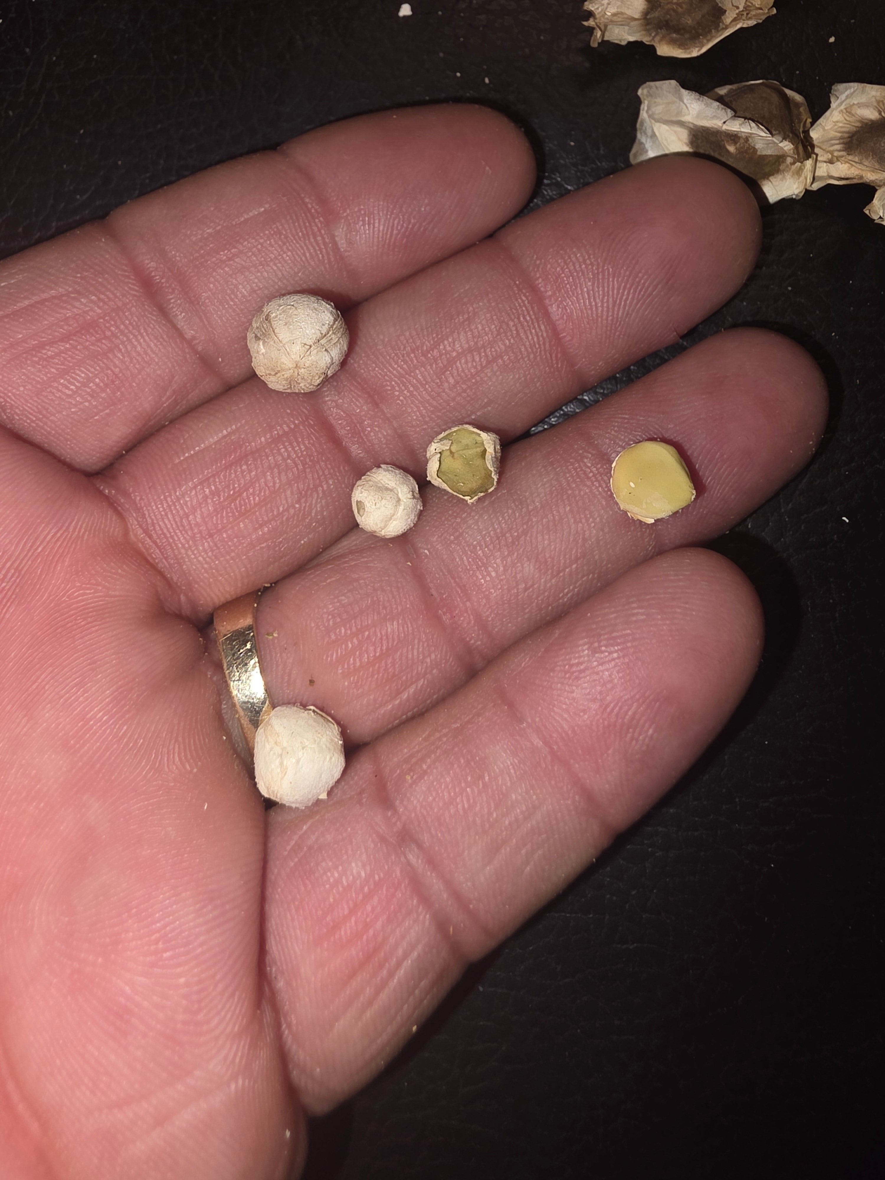 Moringa seads Known as the tree of life 1$ per sead