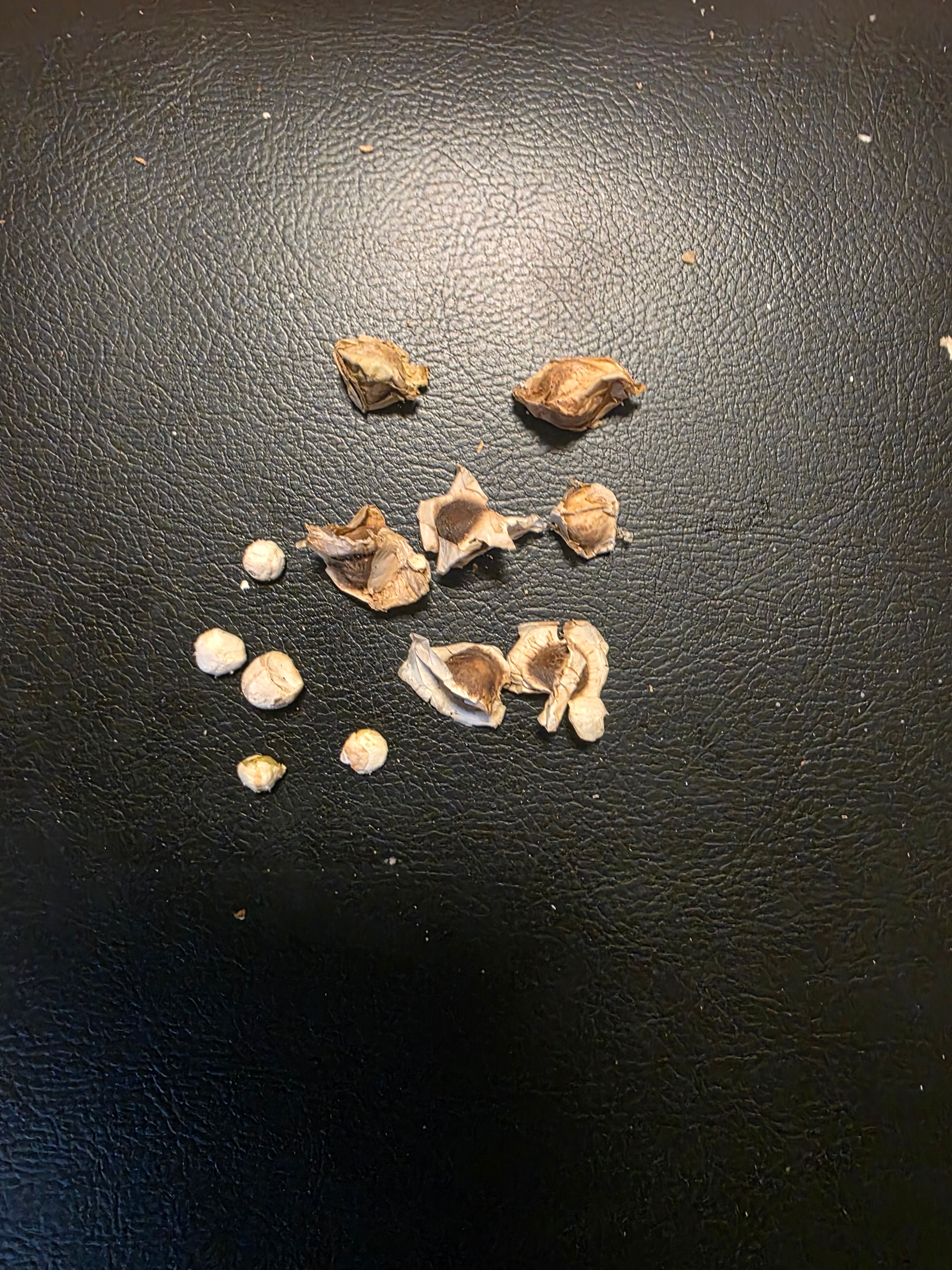 Moringa seads Known as the tree of life 1$ per sead