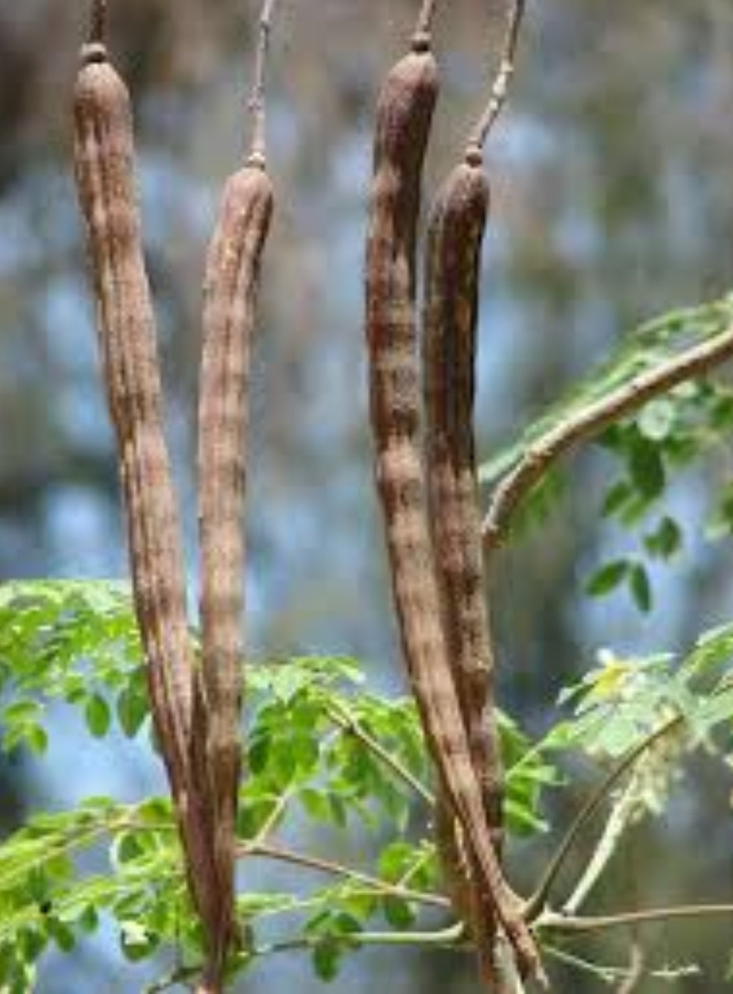 Moringa seads Known as the tree of life 1$ per sead